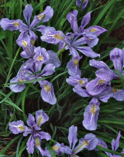 Oregon, Mt Hood National Forest Wild iris